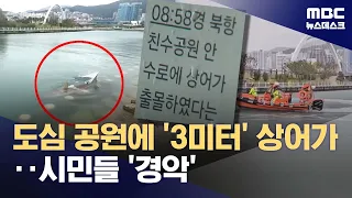 '3m Shark' in Canal Next to Walking Path... "Provoking It Could Trigger an Attack" (09/18/2026/Ne...