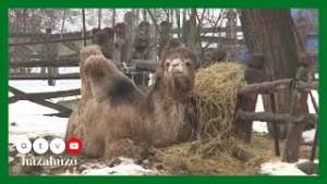 HAZAHÚZÓ – Debrecen télen: kultúra, művészet, kikapcsolódás 2. rész