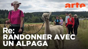 L’alpaga, le nouveau chouchou | ARTE Regards