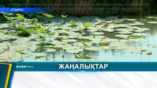 АТЫРАУ МАҢЫНДА ЛОТОСТЫҢ ЖАҢА ӨСУ АЙМАҒЫ АНЫҚТАЛДЫ