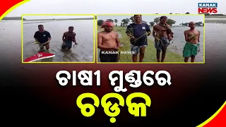 ଚାଷୀ ମୁଣ୍ଡରେ ଚଡ଼କ, Paddy Crop Damage | Farmers Worried as Harvests Are Destroyed