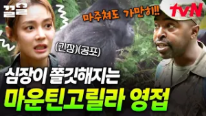 점점 가까이 갈수록 심장이 쿵쾅쿵쾅? 코앞에서 마운틴고릴라 만나기 도전! | 현지인브리핑지금우리나라는