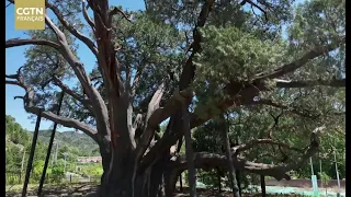 Tree Doctor, Guardian of Beijing’s Memory