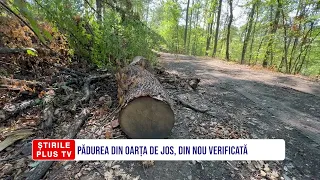 PĂDUREA DIN OARȚA DE JOS, DIN NOU VERIFICATĂ