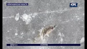 Вмёрзших в лёд мальков обнаружили на катке жители Сарани