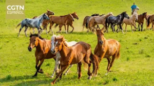 El espíritu del caballo une a China y Brasil