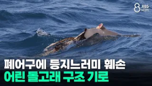 폐어구에 등지느러미 훼손... 어린 돌고래 구조 기로/JIBS/제주/2026.02.27