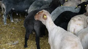 Viaţa satului: ediţia din 1 Martie 2026 (@TVR1)