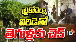 Pest Control with Trichoderma | ట్రైకోడెర్మా విరిడెతో తెగుళ్లకు చెక్ | Matti Manishi | 10TV News