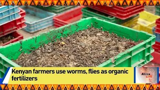 Kenyan farmers use worms, flies as organic fertilizers