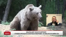 Νευροκόπι - Επιθέσεις αρκούδων και καταγγελία κτηνοτρόφου για πάνω από 200 χαμένα ζώα