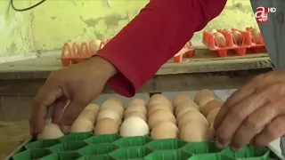 बर्डफ्लुकाले गिरावट अण्डाको मूल्य फेरी बढ्न थाल्यो