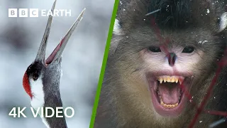 Wildlife Of Japan & China In 4K | BBC Earth