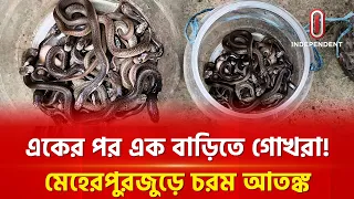 বর্ষায় ঘরে ঘরে গোখরা, ১০ দিনে উদ্ধার দুই শতাধিক সাপের বাচ্চা | Snake | Meherpur | ITV