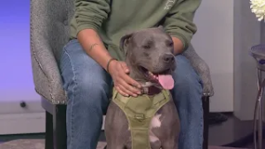 Playful, loveable Axel wants to leap into your life