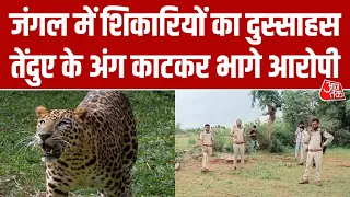 Guna में निर्मम वारदात, Bhadaura के जंगल में सिर और पंजे कटा मिला तेंदुए का शव | AajTak