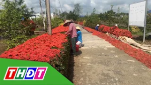 Đồng Tháp: Thu hoạch hàng rào bông trang làm thuốc Nam | THDT