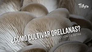 ¿Cómo cultivar orellanas? Capacitación de cultivo y producción- TvAgro por Juan Gonzalo Angel