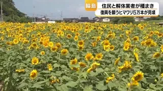 "It puts a smile on your face": 50,000 sunflowers in Wajima—Flowers of hope blooming in the disas...