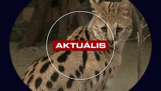 Engedély nélkül tartott szerválok találtak új otthonra Gyöngyösön – 2026. július 22.