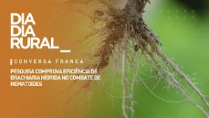 Pesquisa comprova eficiência de brachiaria híbrida no combate de nematoides