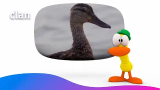 Pato wants to become a real duck! 🦆😮 | Pocoyo in English
