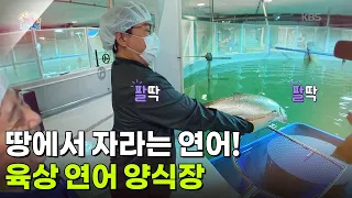 [아침 현장] 땅에서 자라는 연어! 육상 연어 양식장 [생방송 굿모닝 대한민국] | KBS 260930 방송
