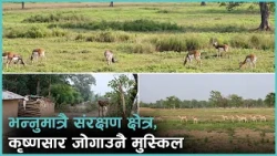 संरक्षणका लागि छुट्याइएको क्षेत्रमै कृष्णसार जोगाउन कठिन, साउनयता २० वटा कृष्णसार हराउँदा...
