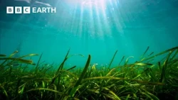 Nature’s Secret Weapon In The Fight Against Climate Change | Speed & Scale | BBC Earth