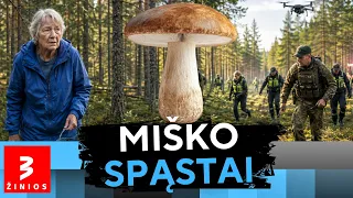 Keturios paros be žinios: miške dingusi 74-erių moteris rasta gyva