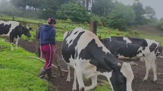 Veracruz cattle ranchers recognize State Government efforts to strengthen the sector
