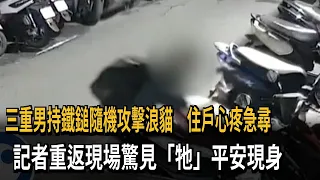 Three men randomly attacked a stray cat with a hammer; residents, heartbroken, searched frantical...