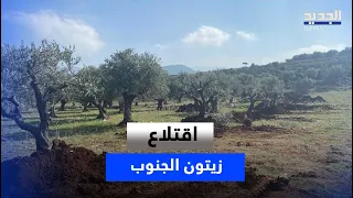 زيتون زوطر..جريمة بحق الأرض والذاكرة