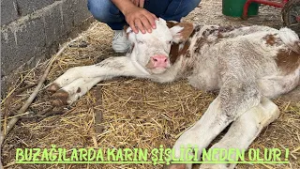Buzağılarda Karın Şişliği Neden Olur !