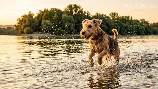 Dog Paradise on the Danube