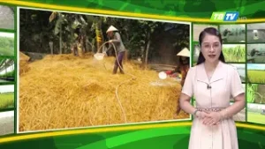 THỜI TIẾT NÔNG VỤ THÁI BÌNH 22/06/2025 - Thái Bình TV