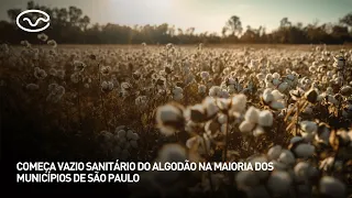 Cotton sanitary void begins in most municipalities of São Paulo