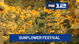 Annual sunflower festival underway at Lee Farms in Tualatin