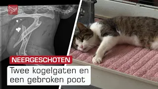 Inzameling gestart voor neergeschoten poes Elly | Omroep Flevoland