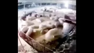 ردات فعل أنواعٍ من الحيوانات عند سماع صوت الرعد جميعها تشعر بالخوف، لكن ردة فعل الذئب كانت مختلفة !