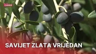 Urod odličan, maslinari pred važnom odlukom, stručnjak upozorava: 'Ne čekajte' | RTL Danas