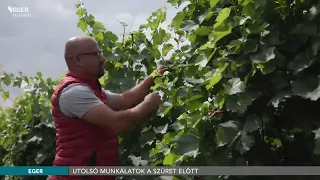 Utolsó munkálatok a szüret előtt - 2026.07.31.