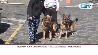TEGGIANO DOG STERILIZATION SERVICE