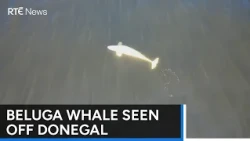 'Phenomenal sighting': Beluga whale spotted off Donegal | RTÉ News
