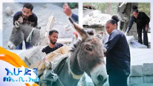 //ትንሽ እረፍት// ትንሱ አህያዋን በጆሮዋ ሚስጥር ነገራት ?? //በእሁድን በኢቢኤስ//