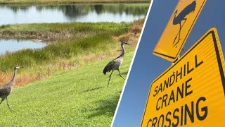 Pasco County neighbors rally to protect beloved sandhill cranes