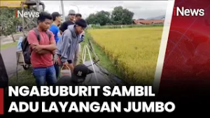 Tradisi Adu Layangan Jumbo di Sawah | iNews Siang (3/3)