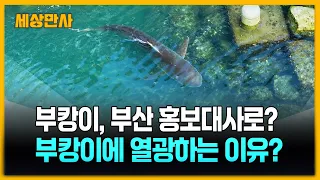 부캉이, 부산시 명예홍보대사 되나? [세상만사] #부캉이 #북항친수공원 #명예홍보대사 #찬반투표진행