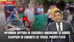 INFORMAN CAPTURA DE COCODRILO AMERICANO SE HABRÍA ESCAPADO EN SABANETA DE YÁSICA, PUERTO PLATA