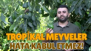 Tropical Fruits Don't Forgive Mistakes!